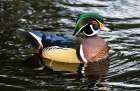USA- Washington State- Sammamish. Yellow Lake with male drake wood duck Art Print